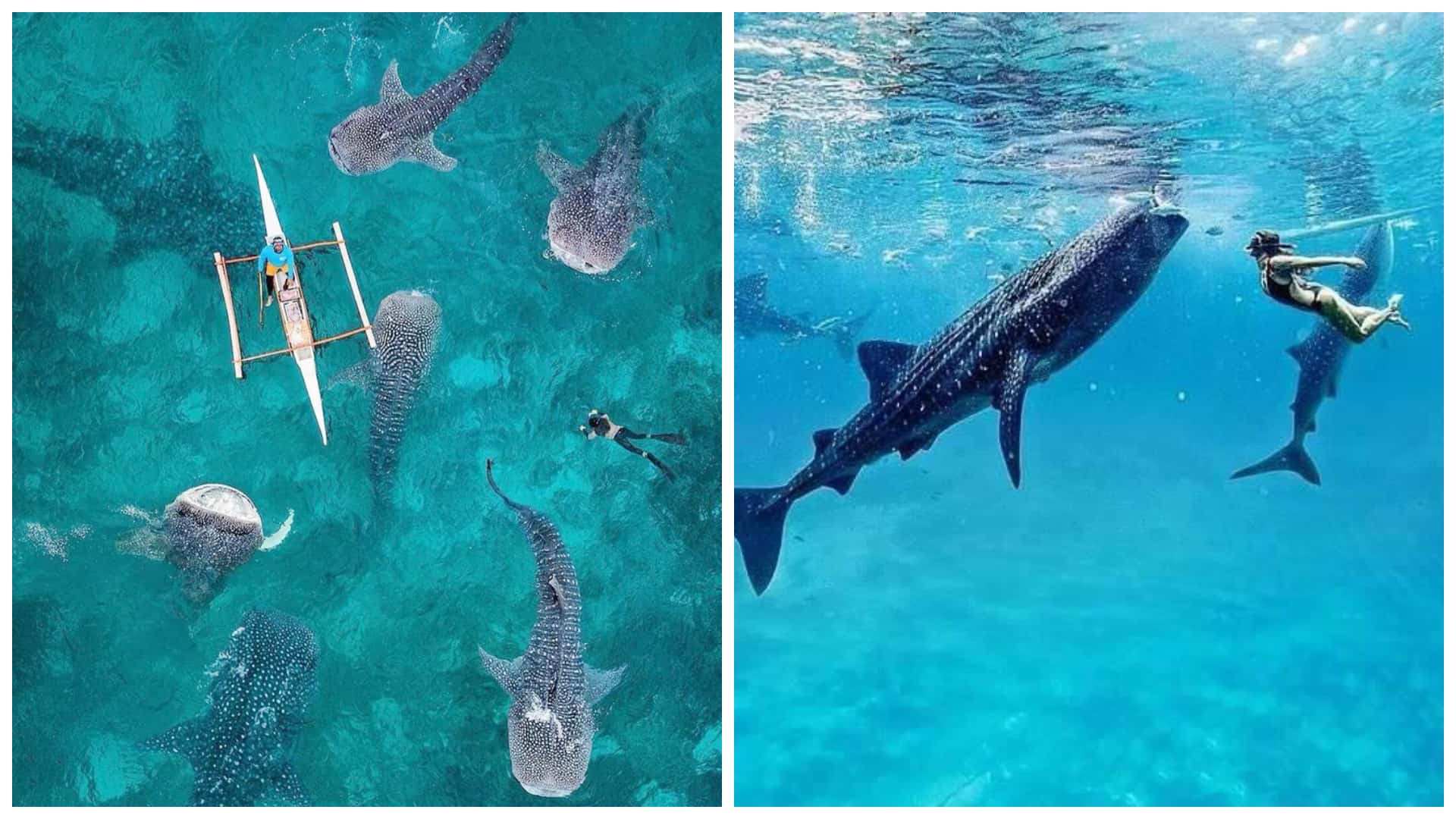 Lila Bohol Whale Shark Watching